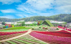 Du Lịch Đà Lạt Mùa Xuân Có Gì Đẹp? Review Chi Tiết Từ A–Z