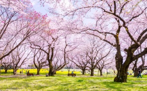 Khám Phá Lễ Hội Hoa Anh đào Nhật Bản 2026: Lịch Nở & Địa điểm đẹp Nhất