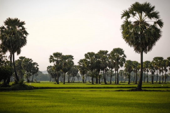 Check-in An Giang | Đi dọc hàng thốt nốt