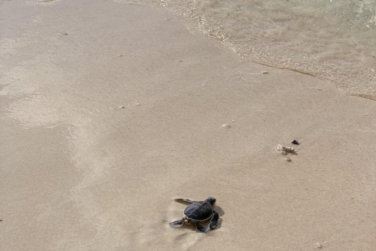 Trải Nghiệm Thả Rùa Về Với Biển Xanh Côn Đảo