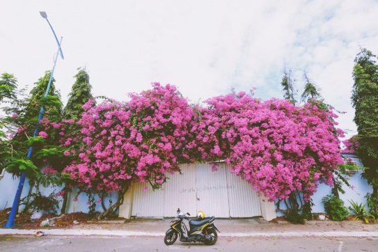 “Điểm danh” 5 địa điểm check-in hoa giấy cực xinh ở Vũng Tàu