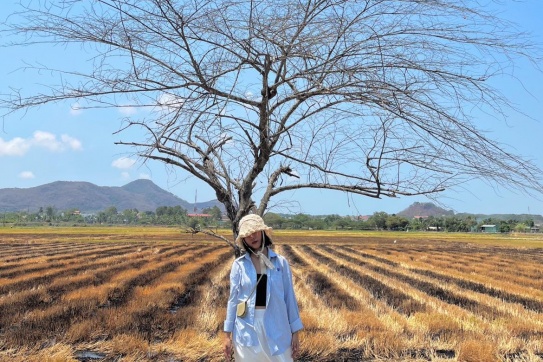 Cánh đồng lúa xanh An Nhứt (Vũng Tàu)