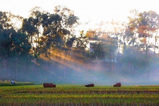 Làng Sấu • Làng cổ thuần Việt ở Bắc Giang
