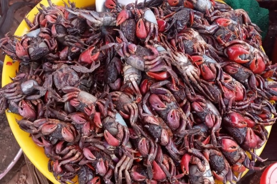 Ba khía đặc sản miền Tây | Ăn vào mùa đông thì đưa cơm phải biết