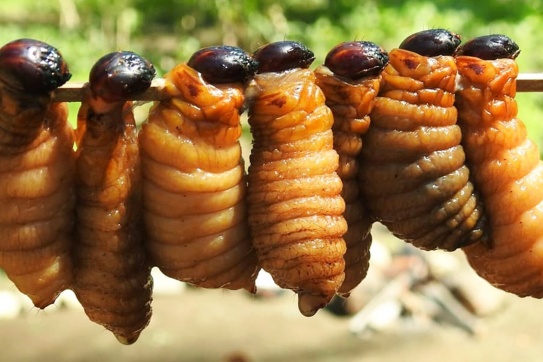 Món đuông dừa chà là - Ăn hay không ăn nói một lời thôi