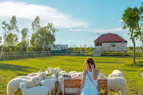 Ghé thăm Trang trại Cừu - Tọa độ check-in cực thơ thẩn ngay tại Bạc Liêu! 