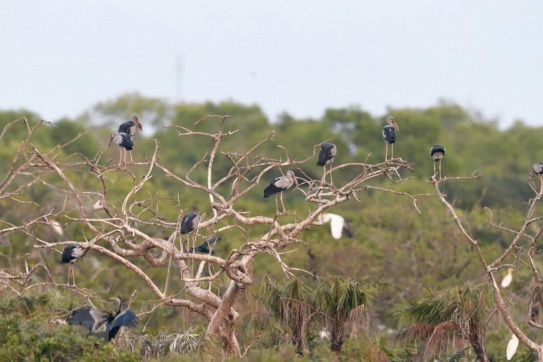 Khu du lịch Vườn chim Bạc Liêu - Nhà Mát - Hiệp Thành - Bạc Liêu