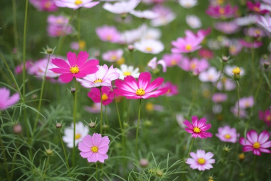 Vườn hoa Thanh Bình