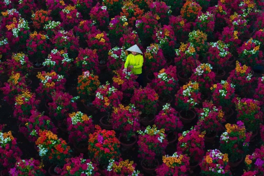 Check in làng hoa giấy Phú Sơn 2025