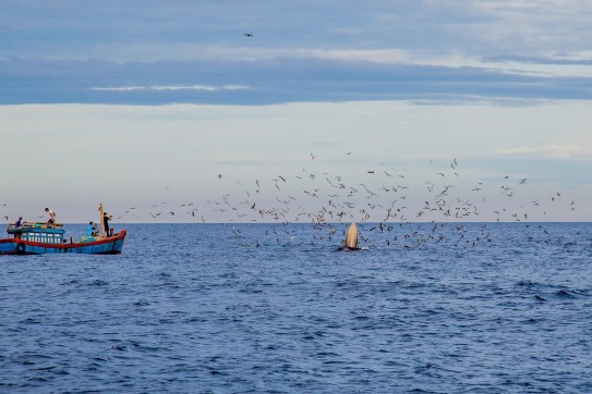 Ngắm cá voi xanh khổng lồ săn mồi trên biển Bình Định