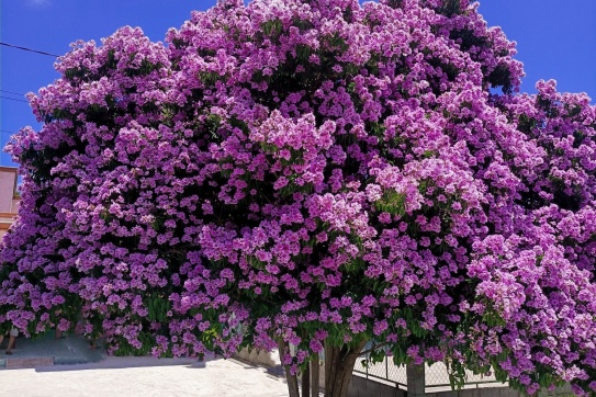 Cây bằng lăng cực HOT tại Hồng Liêm 