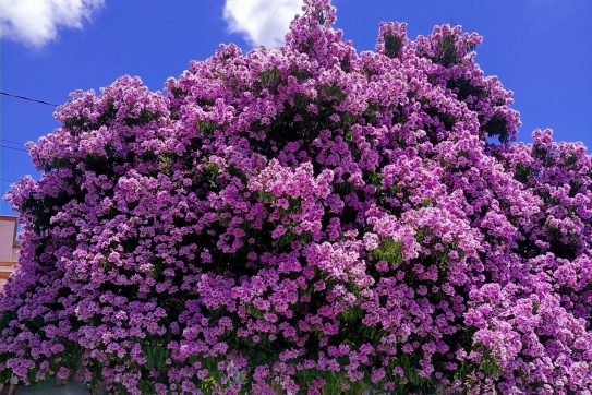 Độc nhất Bình Thuận | Tuyệt sắc tháng 5