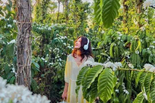 Buôn Mê bắt đầu vào mùa hoa cà phê nở rộ