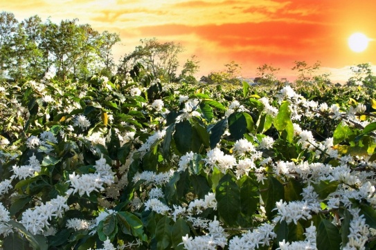 Set kèo lên Buôn Mê ngắm hoa cà phê nở rộ