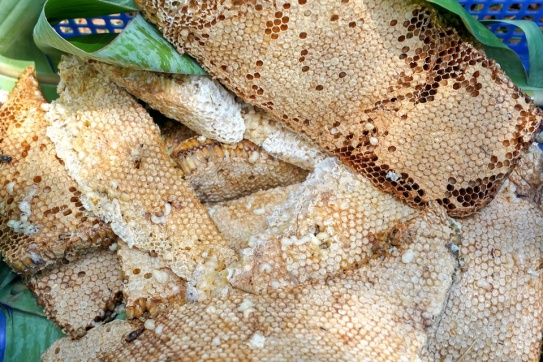 Mắm ong | Thức quà ngon nức tiếng của người Cà Mau