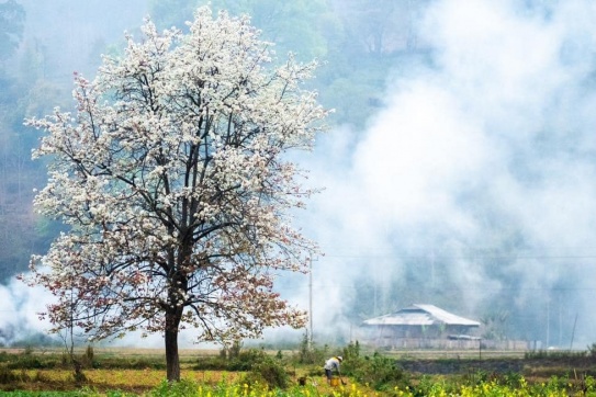 Sắc xuân hoa Mắc Cọp | Bảo Lạc (Cao Bằng)