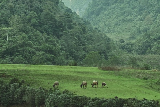 Núi Thủng (Cao Bằng) | Xanh mướt, hoang sơ không kém gì Hang Táu