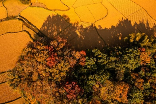 Trùng Khánh (Cao Bằng) vào mùa lá đỏ