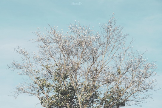 Một sớm mai Đà Lạt 10 độ | Chuyện của mùa đông