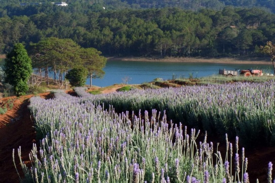 Đà Lạt 12 mùa hoa đẹp ngây ngất