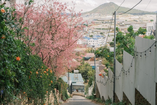 "Cô ở đây được 40 năm rồi mới thấy lại được cảnh này"