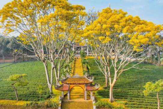 Rực rỡ với hàng phượng vàng nở rộ tại Tu viện Bát Nhã (Bảo Lộc)