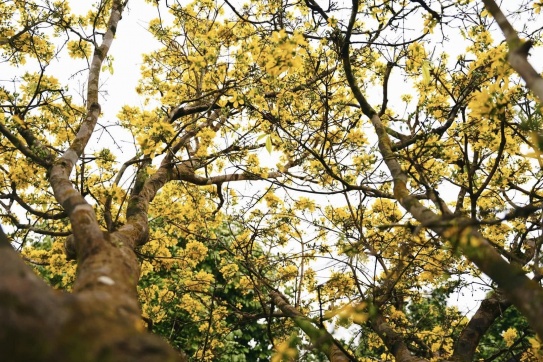 Cây mai gần trăm tuổi...