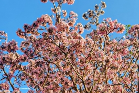 Hoa Kèn Hồng nhuộm hồng phố núi Bảo Lộc