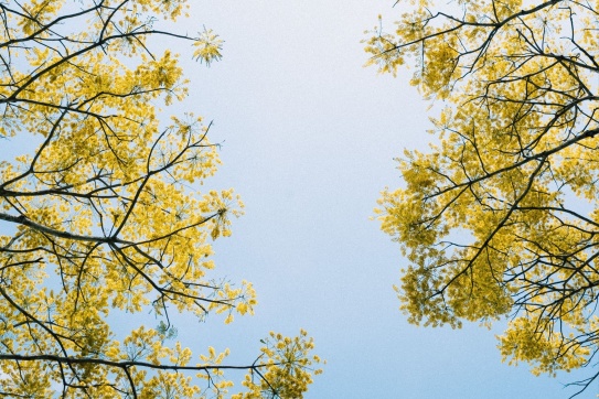 Phượng Vàng xứ B'lao