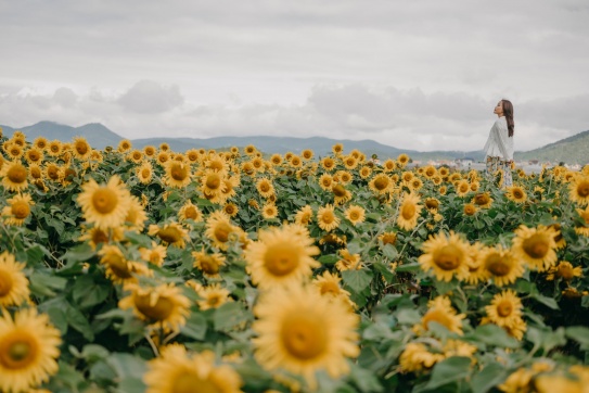 Cánh đồng hướng dương 