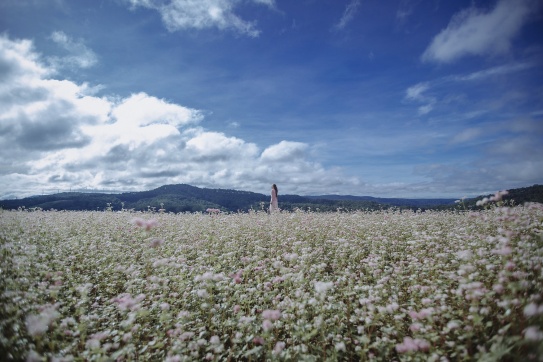 Cánh đồng tam giác mạch mênh mông xuất hiện ở Đà Lạt