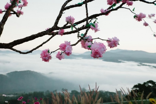 “Thiên Đường Săn Mây” Cầu Đất