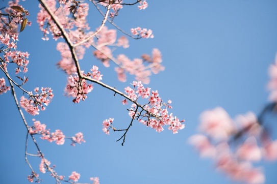 Mai anh đào ở đồi chè Cầu Đất. Không đi Đà Lạt mùa này thì tiếc lắm!