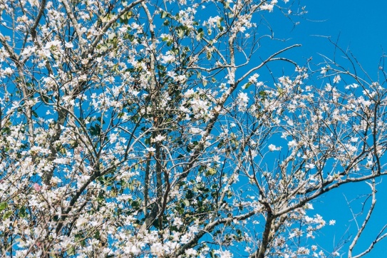 CHECK-IN CÁC LOÀI HOA ĐẸP NHẤT ĐÀ LẠT THÁNG 1 - 2