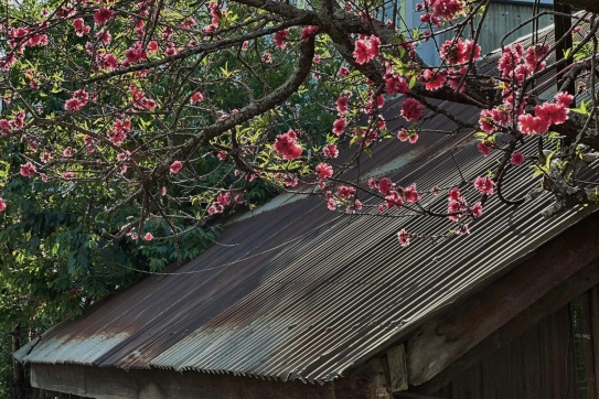 Đà Lạt chụp hoài chẳng hết hoa