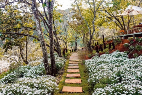 Mùa cúc họa mi Đà Lạt