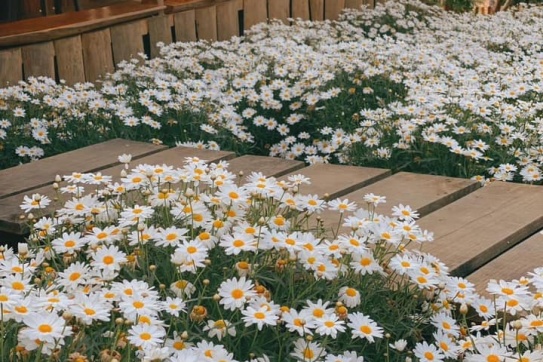 Những bông cúc trắng muốt xinh xinh | Đà Lạt 12 mùa hoa