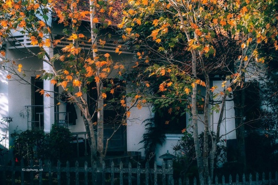 Hằng năm cứ vào cuối thu...