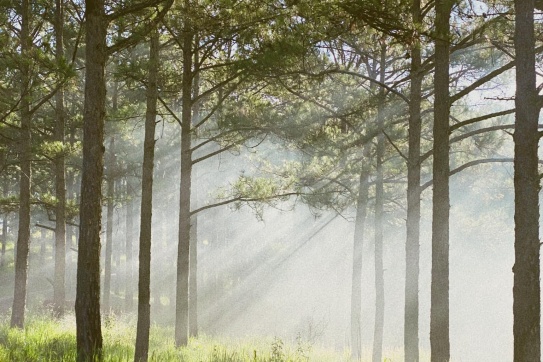 Một chiếc Đà Lạt dành cho những người dậy sớm…