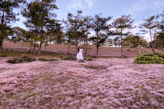 Check-in đồi cỏ hồng | Đà Lạt mùa này chill lắm