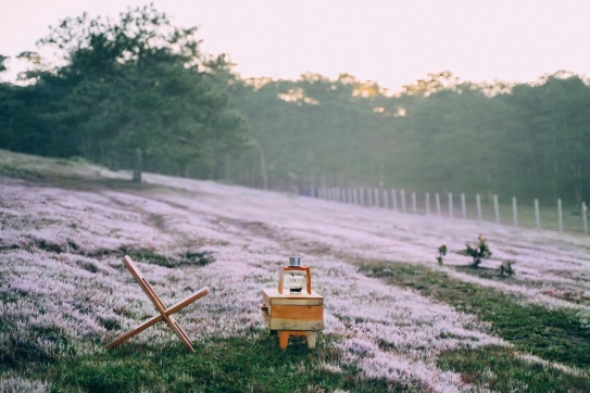 Đồi cỏ hồng Đà Lạt | Một sớm mùa đông.