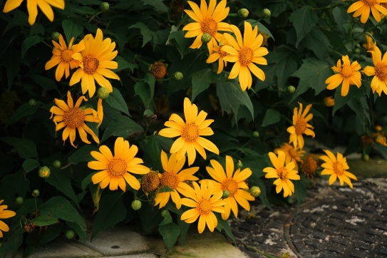 Lại một mùa hoa dã quỳ Đà Lạt nữa đã về