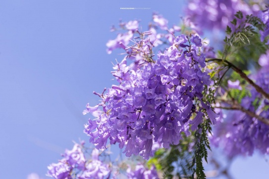 Có hẹn với Đà Lạt vào mùa hoa phượng tím