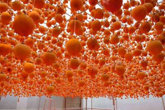 Có một mùa hồng treo gió - đặc sản mùa thu Đà Lạt 