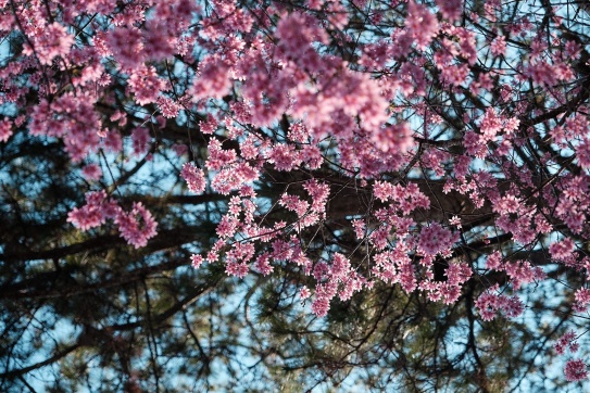 Mai anh đào Đà Lạt năm nay rộ trễ 1 xíu