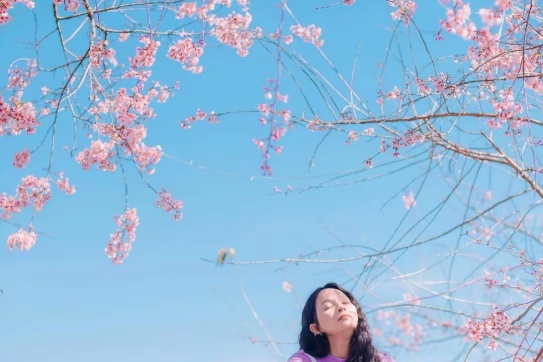 Mai anh đào Đà Lạt