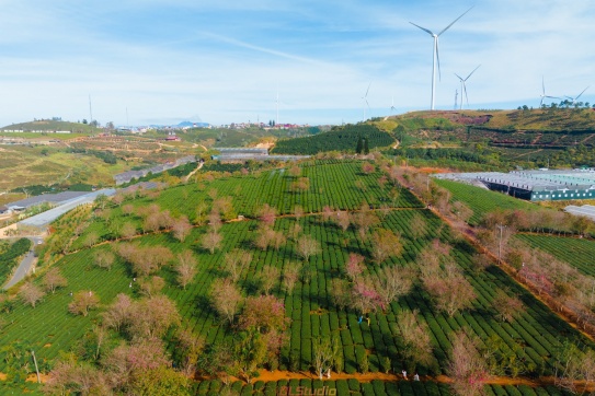 Những hình ảnh hoa Mai Anh Đào tại khu Cầu Đất, Đà Lạt. 