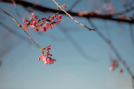 Mùa này trên Đà Lạt đẹp lắm, những tháng cuối năm hoa anh đào bắt đầu nở rồi.