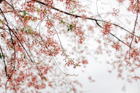 Đà Lạt | Check-in rừng mai anh đào tại Mộng Đào Nguyên