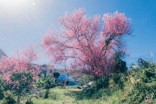Đà Lạt mùa Mai Anh Đào